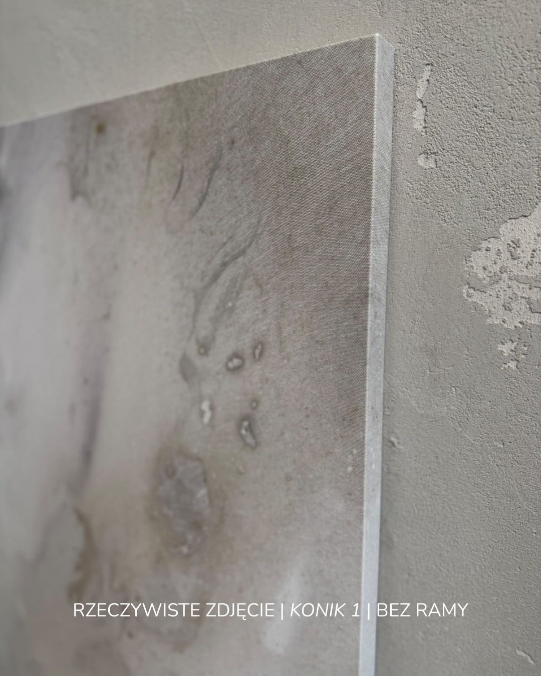 "Konik 1" Reprodukcja na płótnie - obrazek 39